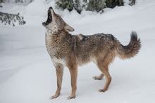 Coyote Howl Free Stock Photo - Public Domain Pictures