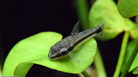 Otocinclus Catfish: Care, Food, Size & Algae Eating - Video