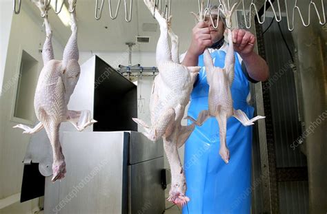 Chicken slaughterhouse - Stock Image - C007/0463 - Science Photo Library