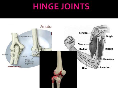 PPT - Joints & Describing Movement PowerPoint Presentation, free ...