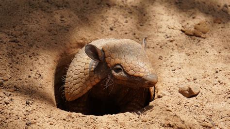 Armadillo | Animals Happen Wildlife Control