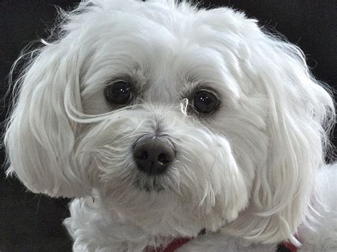 Maltipoo Dog Breed Health, Training, Feeding, Puppies and Temperament - PetGuide | PetGuide