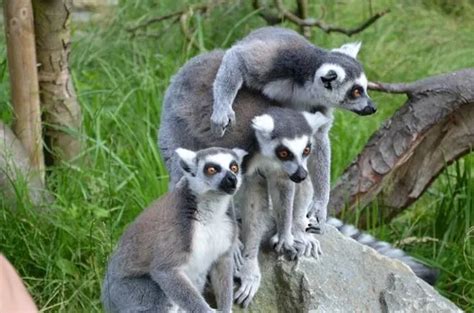 Hanwell Zoo introduces entry fee as it re-opens with new animal additions planned - Get West London