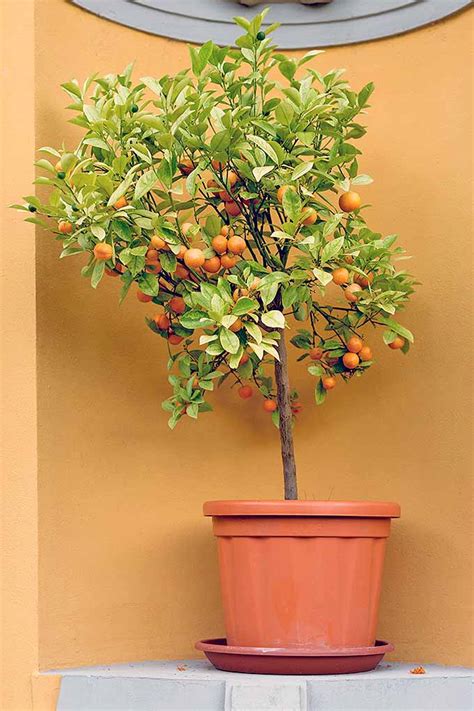 How to Grow Dwarf Citrus Trees | Gardener’s Path