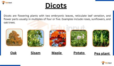 Dicots-Definition, Examples, Leaf and Root Morphology