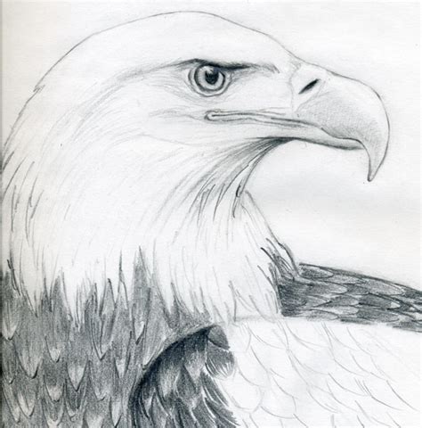 Draw A Bald Eagle