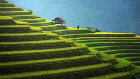 What to see in northern Vietnam: Mu Cang Chai rice field terraces