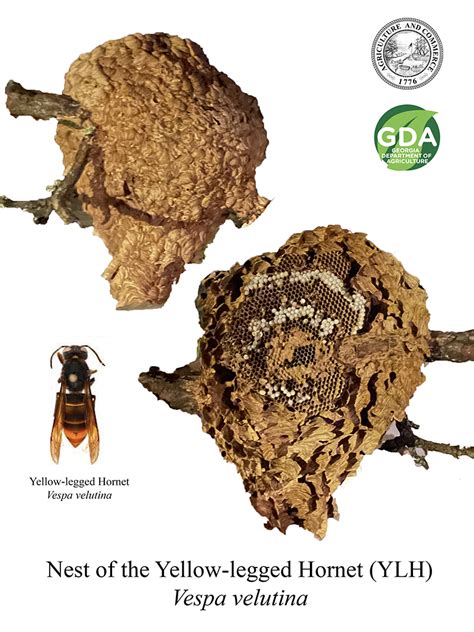 Yellow-Legged Hornet Nest Eradicated in Savannah Area | Georgia ...