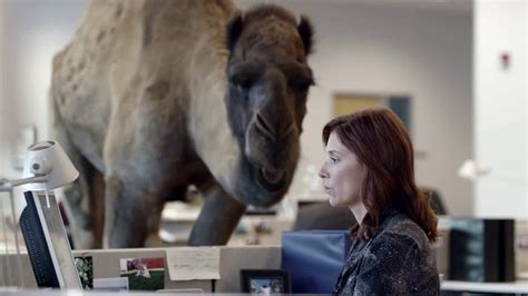 GEICO Hump Day Camel Commercial Happier than a Camel on Wednesday - YouTube