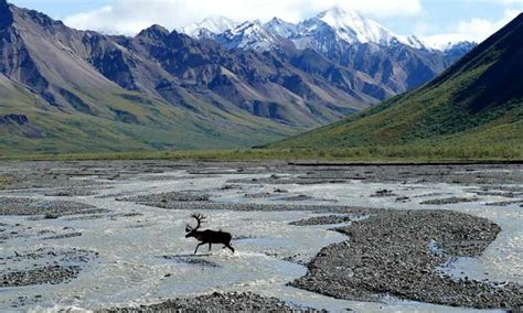 Best Hikes In Denali National Park • The Grom Life