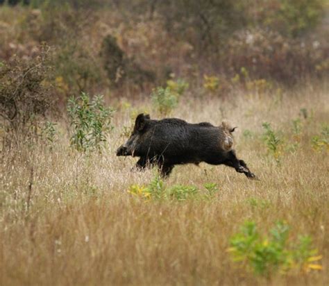 7 wild animals terrorising* the people of Ireland · The Daily Edge