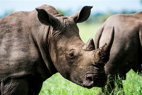 Gray Rhino in Macro Photography · Free Stock Photo