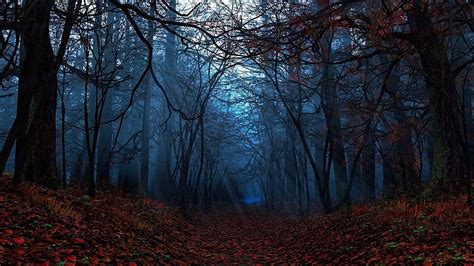 Fall Leaves On Ground In The Forest Dark Aesthetic, HD wallpaper | Peakpx