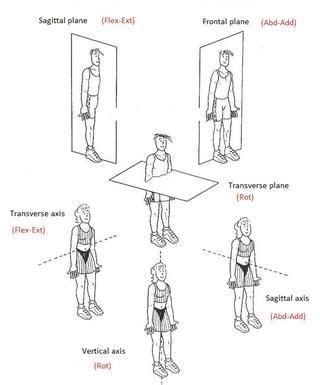 Axis of Rotation Anatomy | human body axis 1 transverse axis this axis goes from | nasm ...