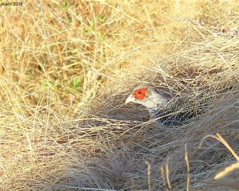 Cheer pheasant - Facts, Diet, Habitat & Pictures on Animalia.bio