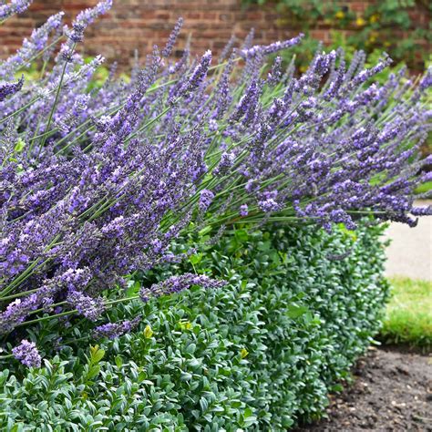 Box Hedge Border With English Lavender | Hedges Direct Blog