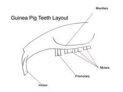 Guinea Pig Teeth