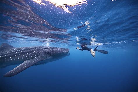 The best places to swim with whale sharks - Lonely Planet