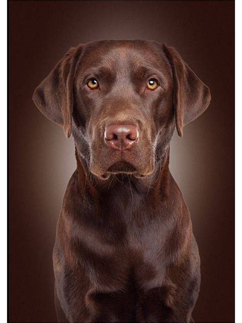 Pin by redactedcahigjf on Beautiful brown | Pet dogs, Top 10 dog breeds ...