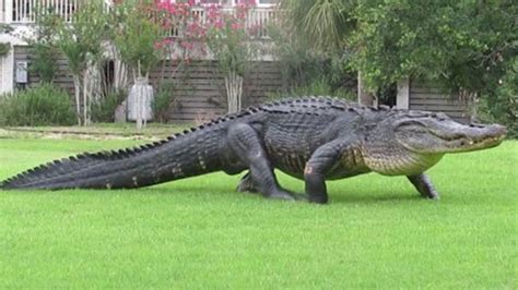 Massive alligator spotted on South Carolina golf course - ABC7 Chicago