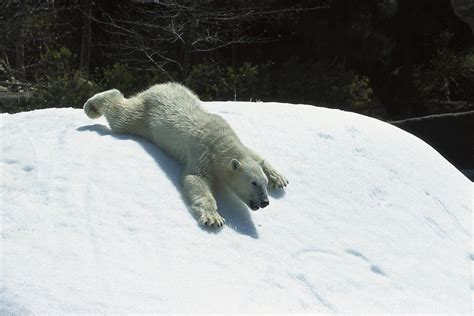 Polar Bear Sliding Down Snow Bank Photograph by San Diego Zoo - Pixels