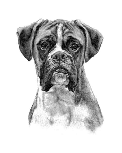 Boxer Dog Black & White Print Copy of Hand Drawn Original - Etsy Canada