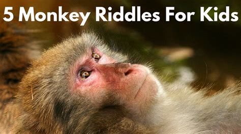 Monkey Riddles