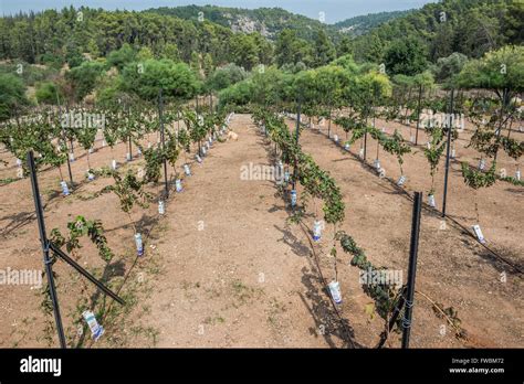 Israel moshav hi-res stock photography and images - Alamy