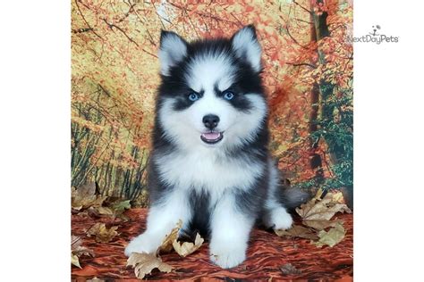 Micro Charles : Pomsky puppy for sale near Spokane / Coeur D'alene ...