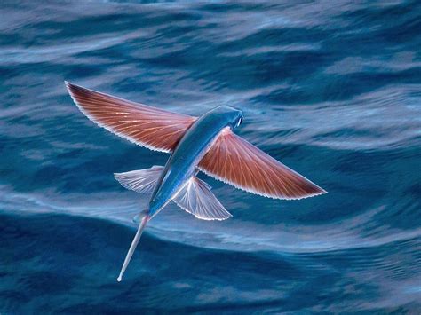 flying fish wals | Beautiful fish, Ocean creatures, Ocean animals