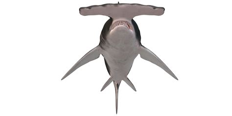 Hammerhead shark isolated on a Transparent Background 31424809 PNG