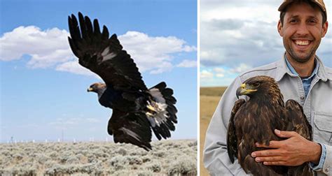 UW scientist leads development of golden eagle conservation plans – KASL Radio