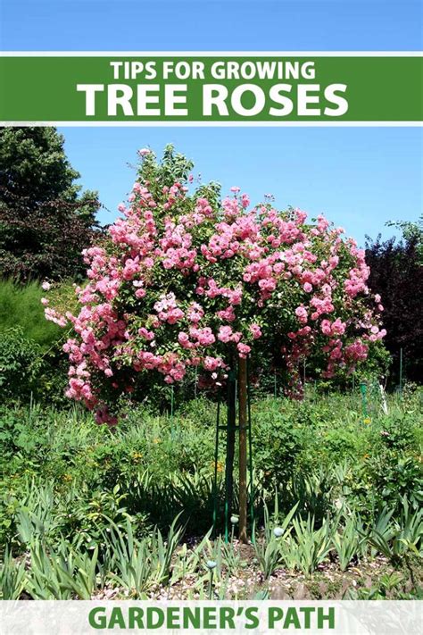 Tips for Growing Tree Roses | Gardener’s Path