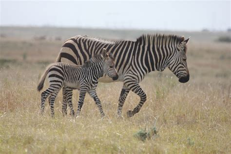 Bestand:Cape Mountain Zebra and Young.jpg - Wikipedia
