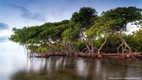 Interesting facts about mangroves | Just Fun Facts