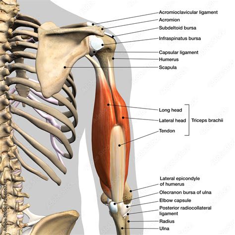 Tricep Muscle Anatomy