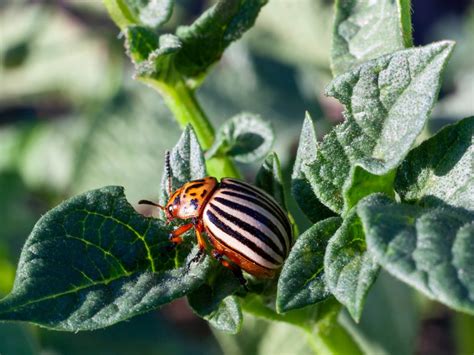 Controlling Colorado Potato Beetle - How To Prevent Potato Beetles