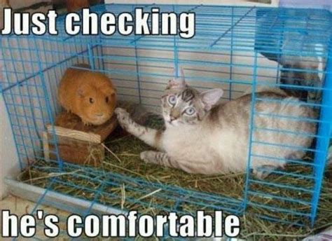 Just Checking - Cat Meme - Cat Planet | Cat Planet