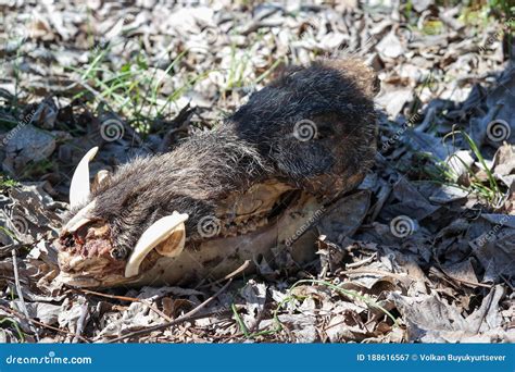 Rotten pig head, teeth stock image. Image of wildlife - 188616567