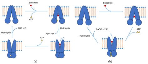 Pharmaceutical Formulations with P-Glycoprotein Inhibitory Effect as Promising Approaches for ...