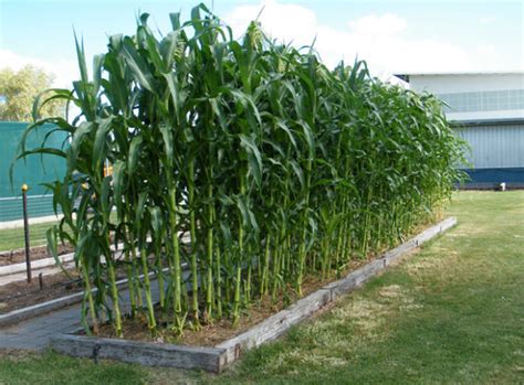 How to Grow Sweet Corn in your Backyard, an A to Z Guide – Post Centre