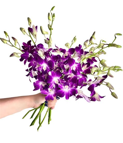 Purple Dendrobium Orchids at From You Flowers