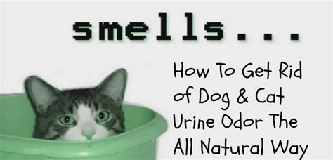 Odor Eliminator Products: Cat Urine Odor Removal Tips