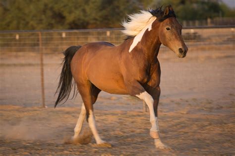 Trotting Horse | Horses, Animal photography, Hound