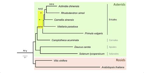 | Phylogenetic tree of the Ericales, rooted with Rosids, with branch ...