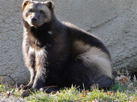 Michigan's Mascot | The Detroit Zoo's wolverine. Michigan is… | Flickr