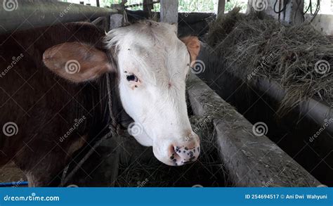 White Brown Cow on Barn in the Farm Village Stock Image - Image of village, brown: 254694517