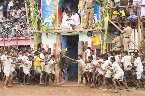 Jallikattu Protest: Breathtaking photographs of the controversial sport and what goes on behind ...