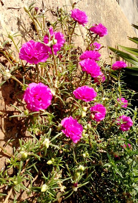 Garden Care Simplified: Vibrant Chinese Rose Plant Growing Tips and Suggestions for best Chinese ...