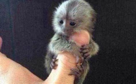 how much does a baby finger monkey cost - Corazon Boland